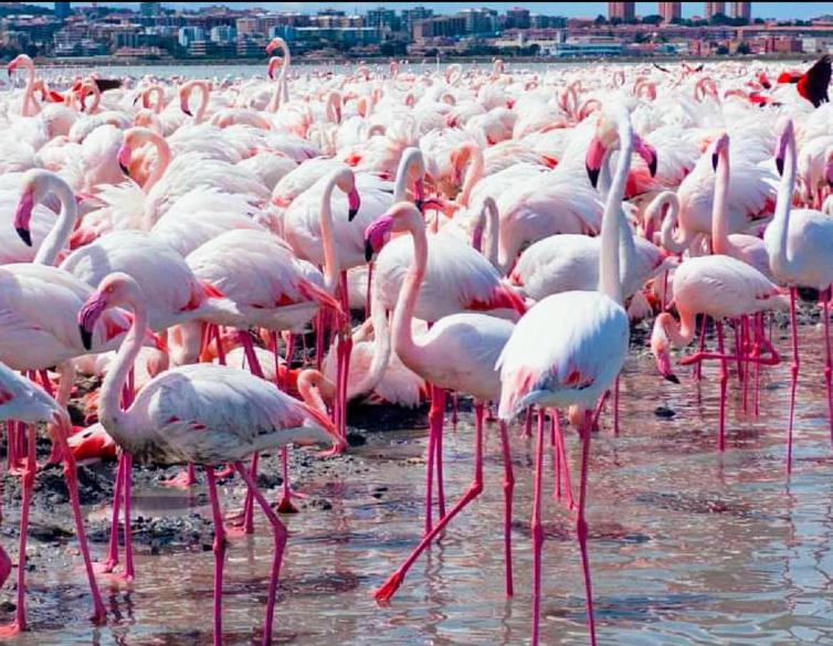 Fior Di Sole Daire Maracalagonis Dış mekan fotoğraf