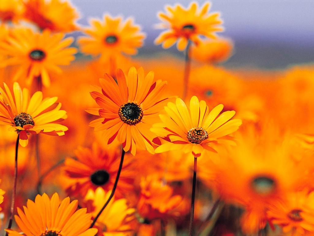 Fior Di Sole Daire Maracalagonis Dış mekan fotoğraf